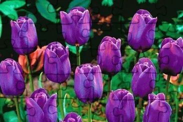 פאזל של Dutch Tulips