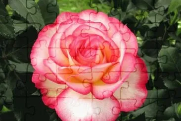 rose