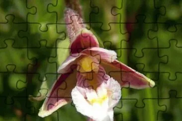 epipactis