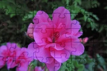 fleur