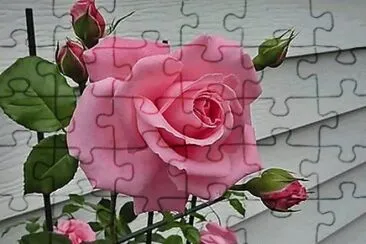 rosa.
