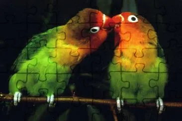 Agapornis jigsaw puzzle