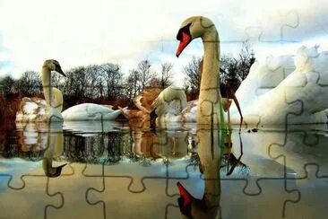 cigno jigsaw puzzle