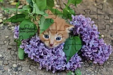 gatinho jigsaw puzzle