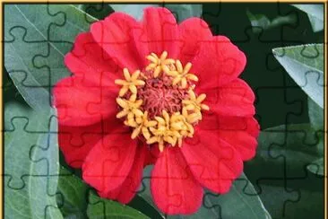 פאזל של zinnias