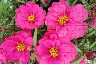 פאזל של portulaca