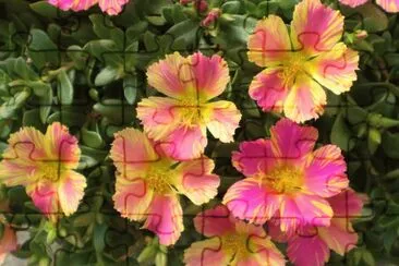 portulaca jigsaw puzzle