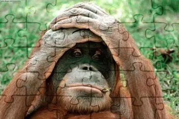 QUÃ‰ PENA. jigsaw puzzle