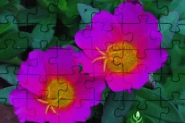 פאזל של portulaca