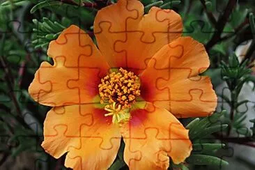 פאזל של portulaca