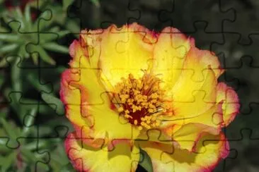 פאזל של portulaca