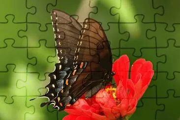 Mariposa jigsaw puzzle