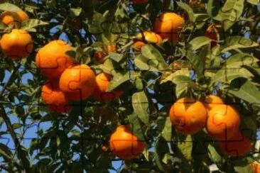 Mandarina