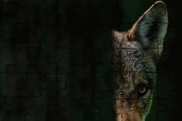 פאזל של Wolf