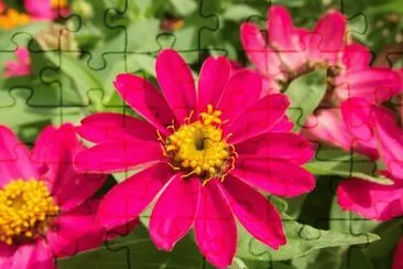 zinnia jigsaw puzzle