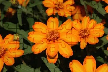 zinnia jigsaw puzzle