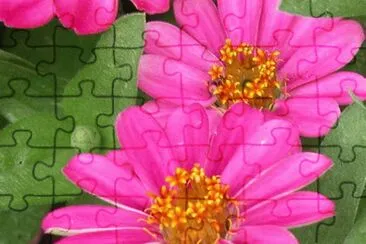 פאזל של fleur