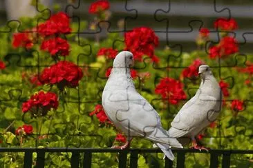 campo jigsaw puzzle