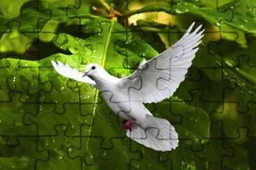 campo jigsaw puzzle