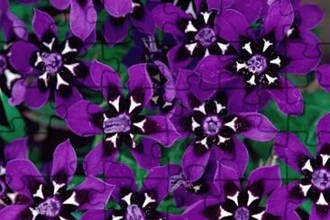 fleur