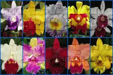 orquÃ­deas