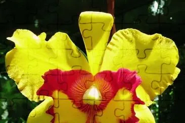 orquÃ­dea