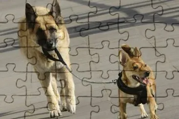 PASEANDO AL PERRITO.
