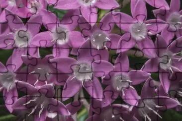 fleurs