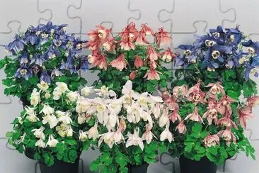 ancolie jigsaw puzzle