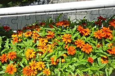 Gerbera jigsaw puzzle