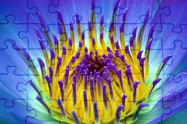 Beautiful Flower