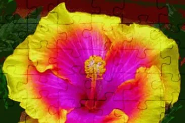 Tropical Hibiscus jigsaw puzzle