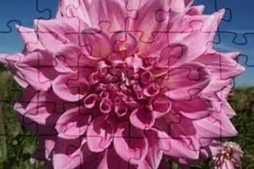 פאזל של flores
