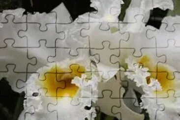 פאזל של flores