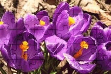 פאזל של flores