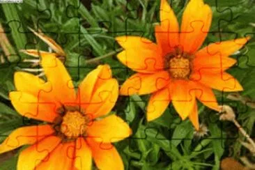 פאזל של flores