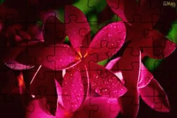 פאזל של flores