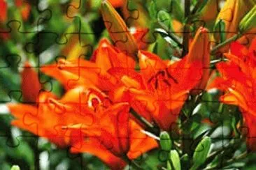 flores