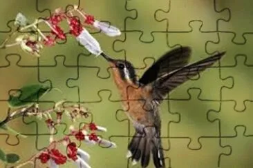 passaros jigsaw puzzle