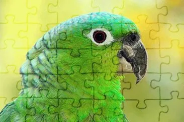 loro de la Amazonia