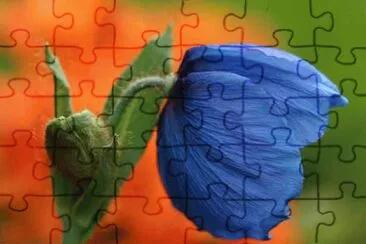 פאזל של pavot bleu