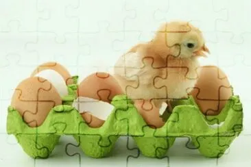 BICHINHOS DE ESTIMAÃ‡ÃƒO