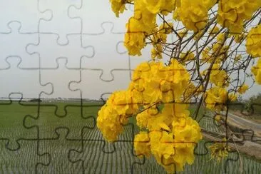 flor jigsaw puzzle