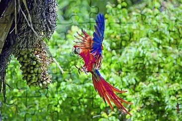 Tomada en Costa Rica jigsaw puzzle