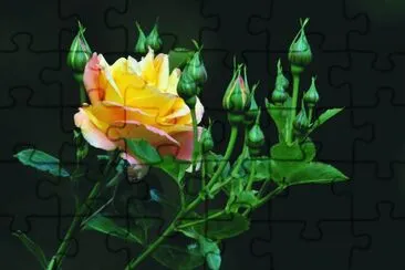 campo jigsaw puzzle