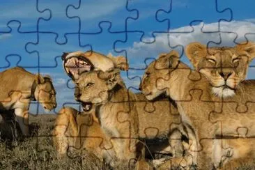 animales