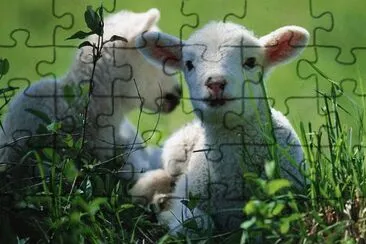 animales