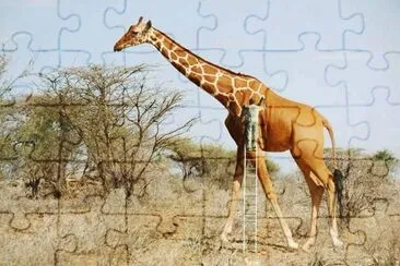 animales