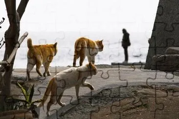 animales