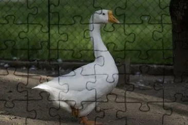 animales jigsaw puzzle